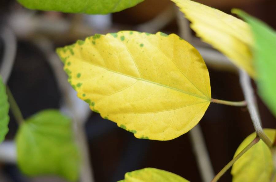 Секреты садовода: почему у гибискуса желтеют и опадают листья?