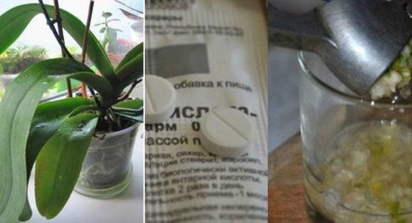 Как сделать чесночную воду для орхидей - herbgid.ru