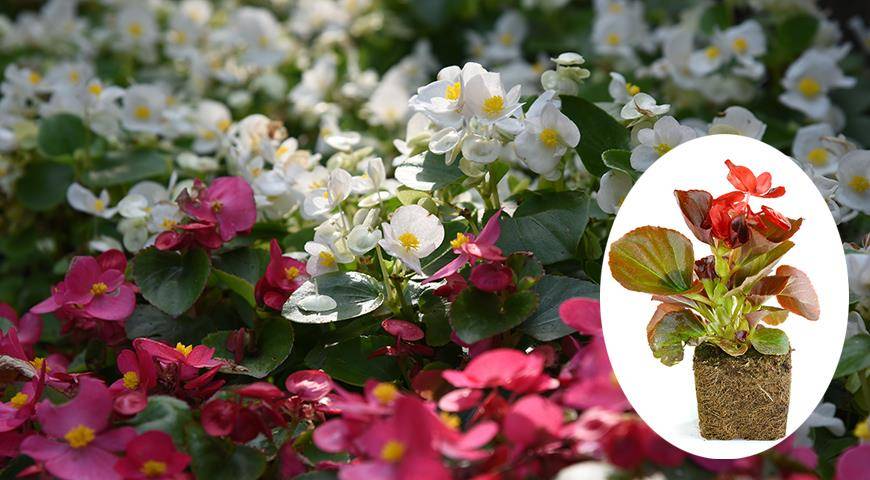 Красавица бегония вечноцветущая — секреты выращивания и правила ухода в домашних условиях и в саду