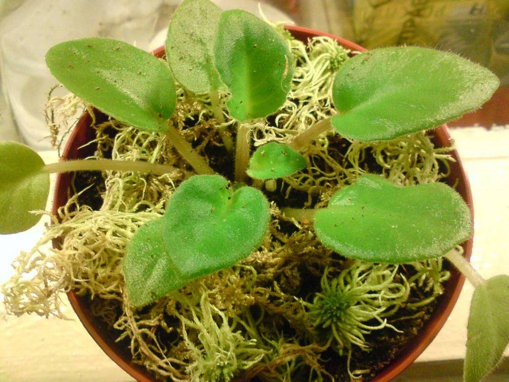 Удивительный мох сфагнум — как заготовить и использовать? фото — ботаничка