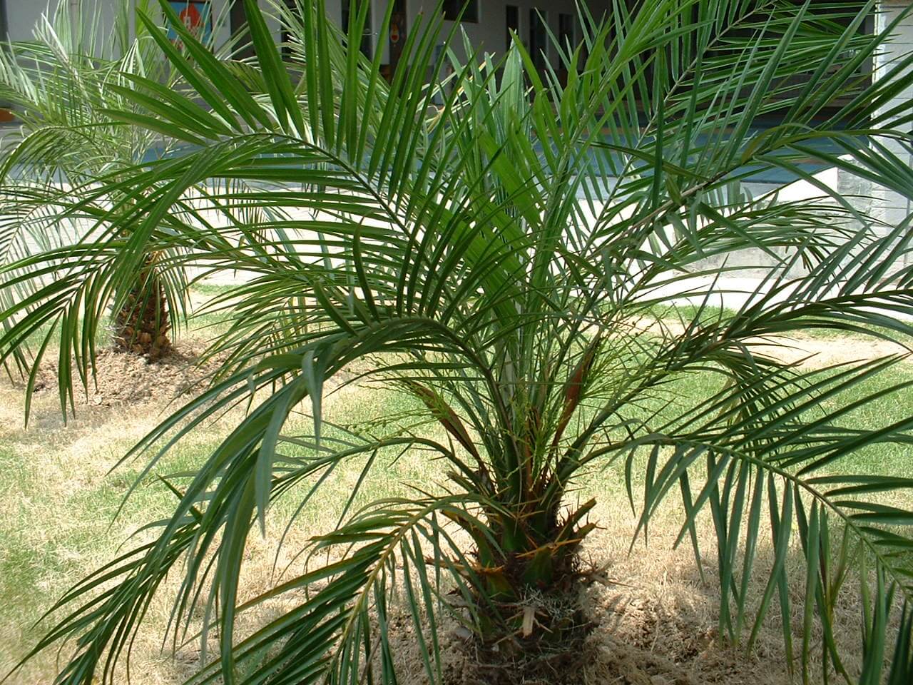 Экзотическая финиковая пальма дома: как посадить растение и ухаживать за ним в комнатных условиях?