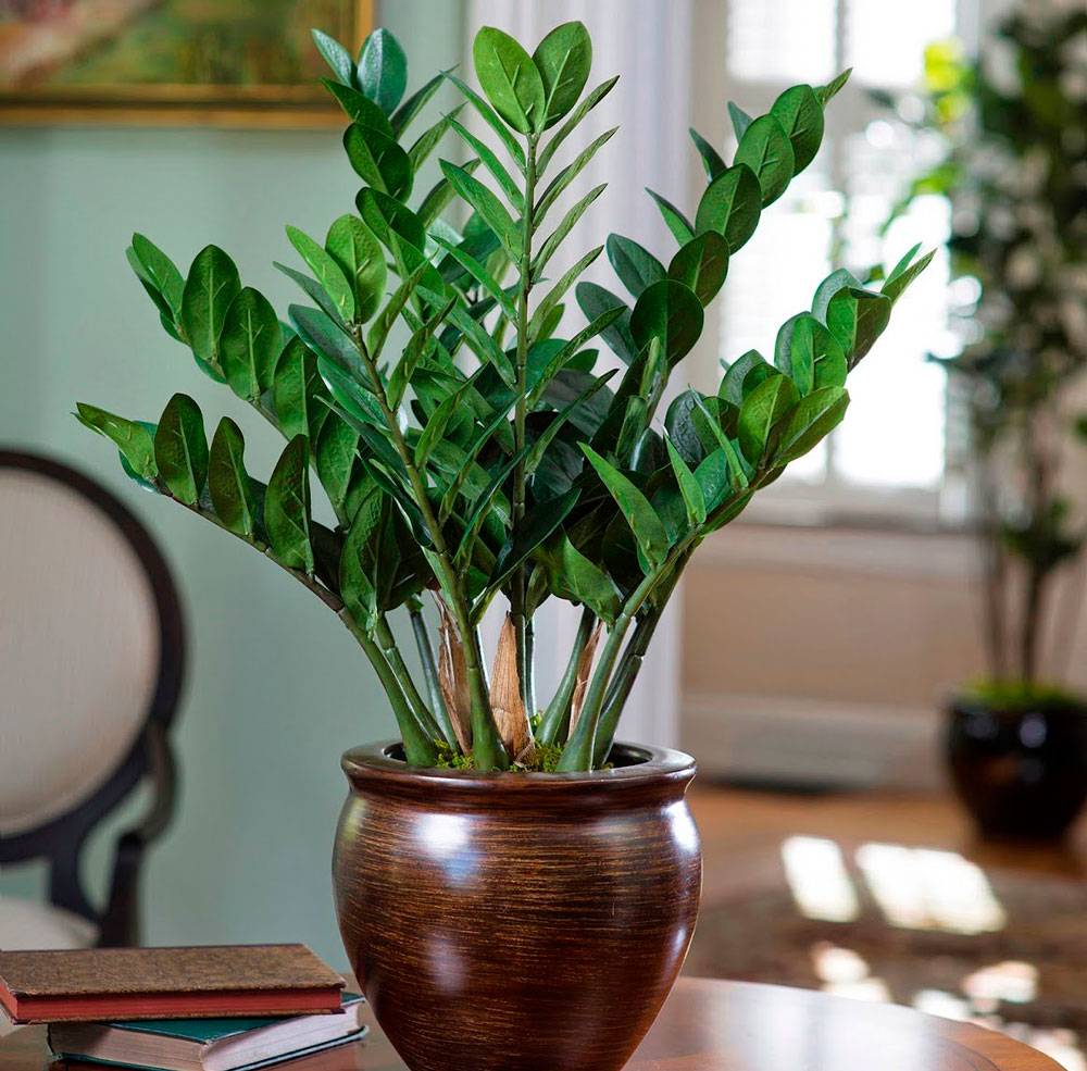 Замиокулькас — долларовое дерево. уход в домашних условиях. фото — ботаничка