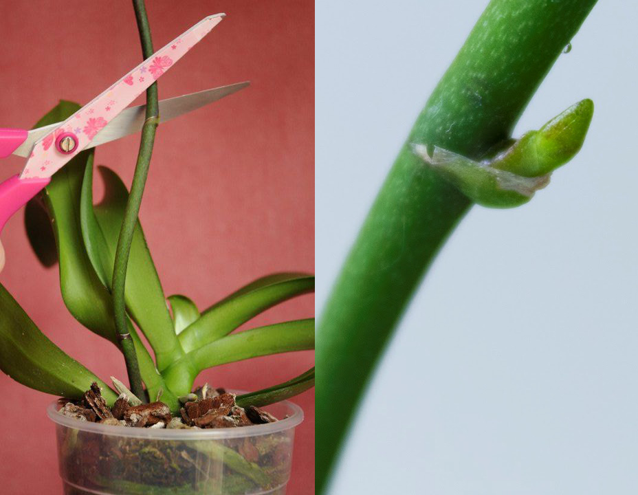 Как обрезать орхидею после цветения: варианты в домашних условиях