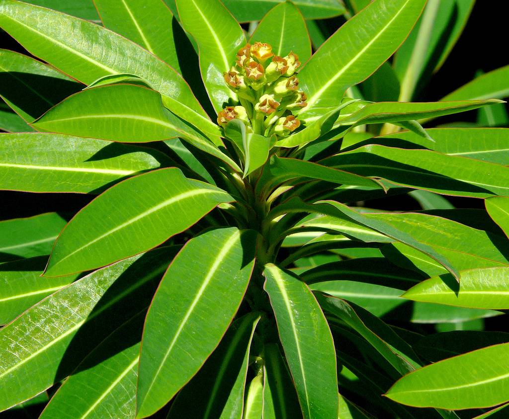 Молочай окаймленный - характеристики цветка с фото, выращивание из семян selo.guru — интернет портал о сельском хозяйстве