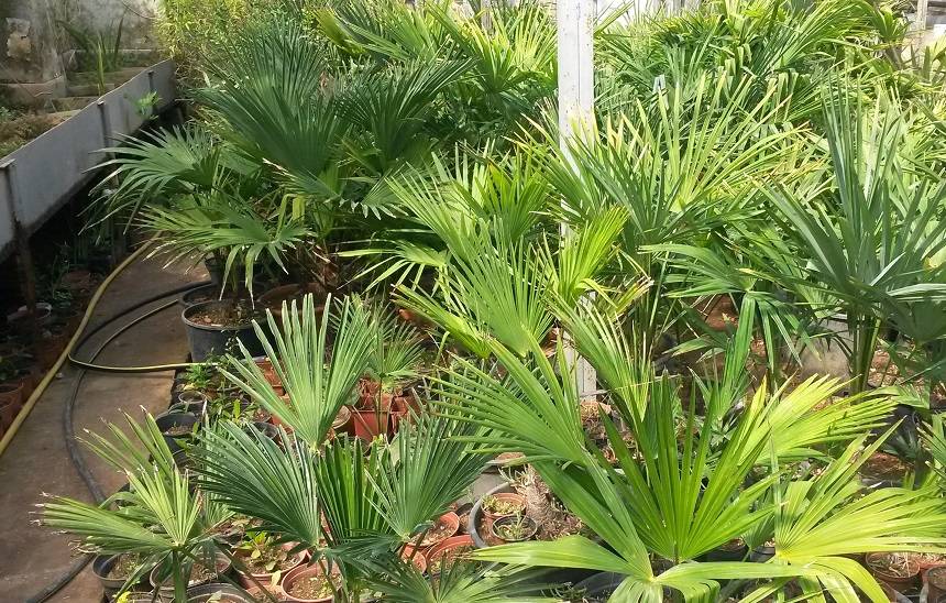 Сабаль малый - пальма для открытого грунта. посадка и уход в доме и в саду