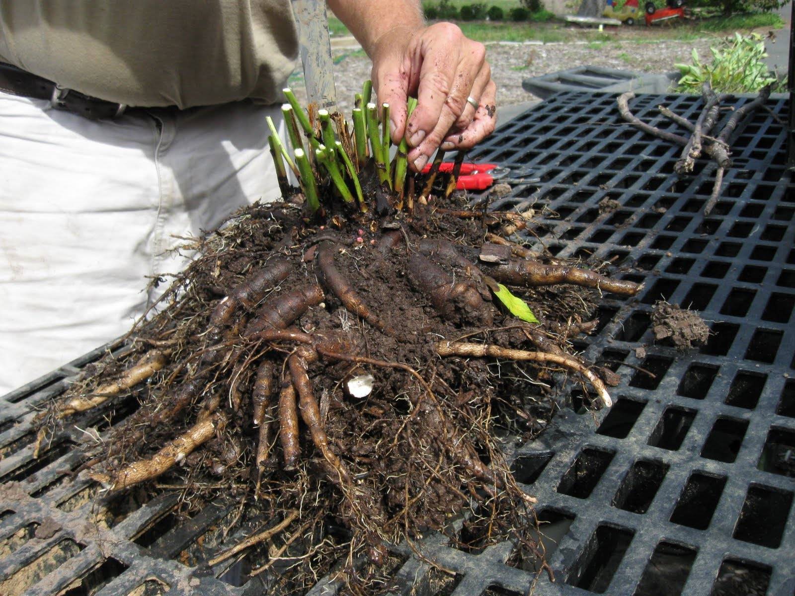 Эремурус: посадка и уход, фото. ширяш размножение и выращивание сорта в открытом грунте, сочетание в ландшафтном дизайне