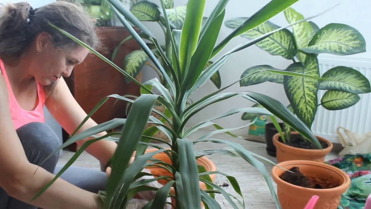 Цветок юкка - уход в домашних условиях, фото сортов