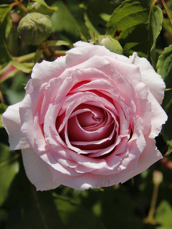 Роза «фредерик мистраль» описание, фото и отзывы садоводов