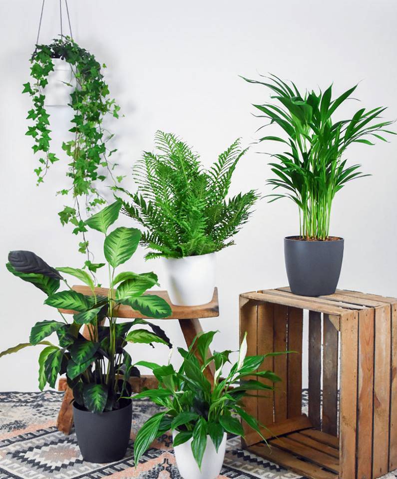 Топ-10 самых теневыносливых комнатных растений