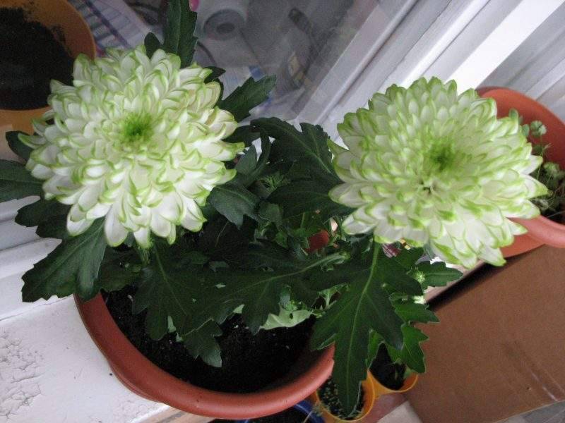 Как сохранить горшечные хризантемы до весны? уход в домашних условиях. фото