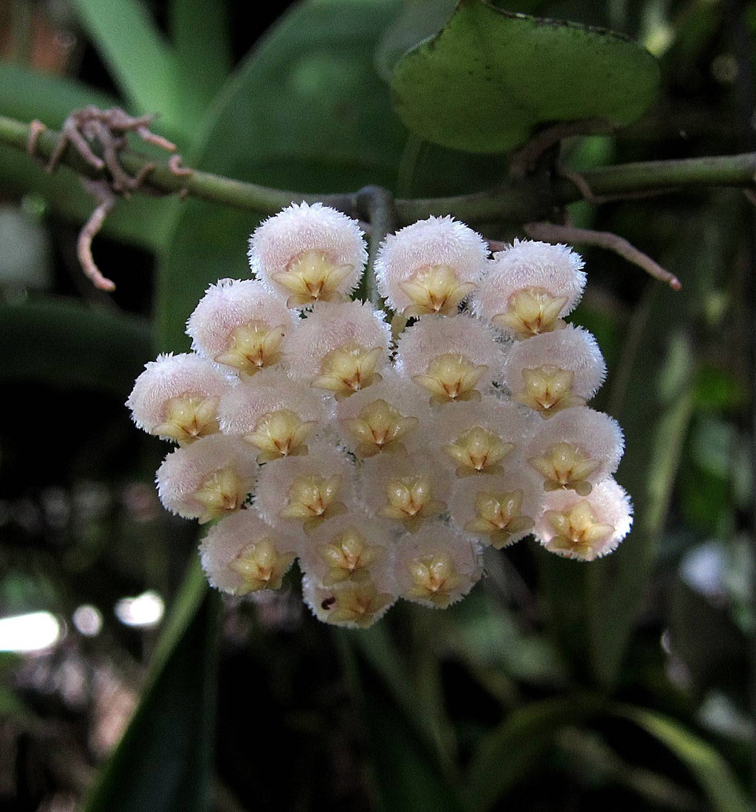 Цветок хойя — как выглядят сорта Карноза, Керри, Белла, мясистая, мультифлора