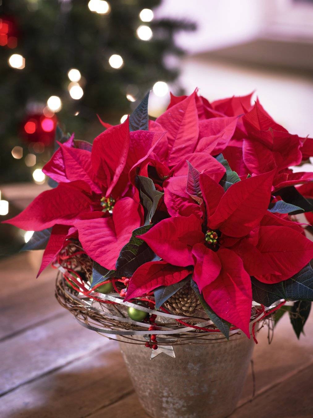 Рождественская звезда цветок — как ухаживать в домашних условиях