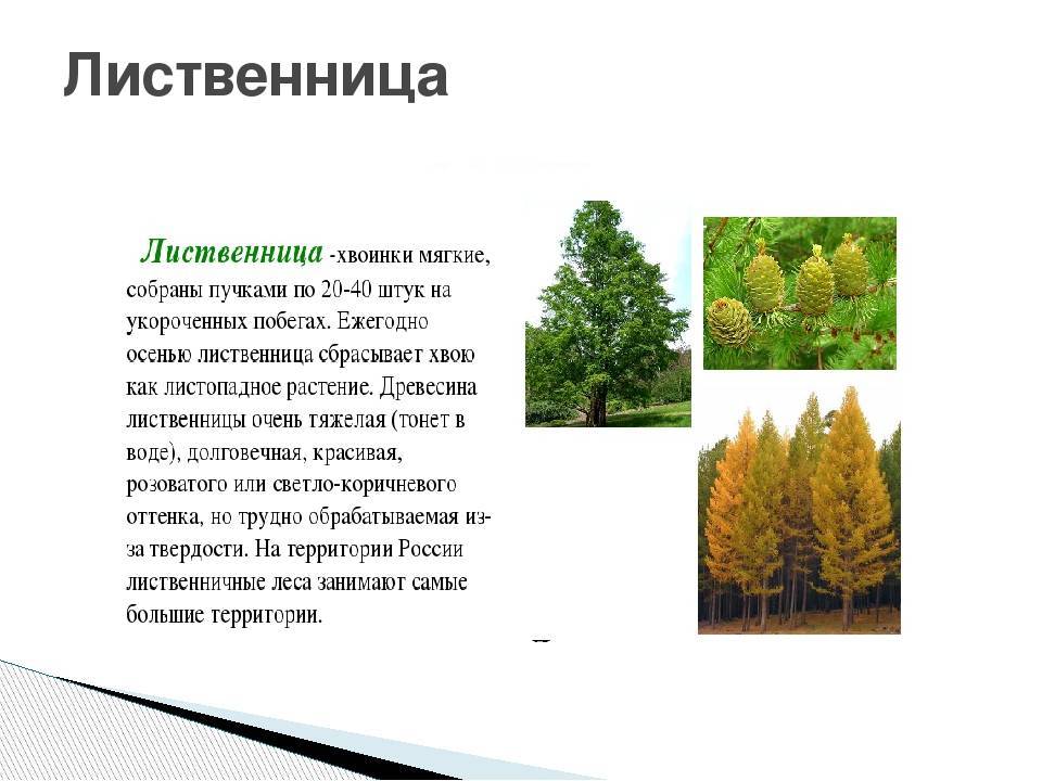 Лиственница - это лиственное или хвойное дерево? особенности и описание :: syl.ru