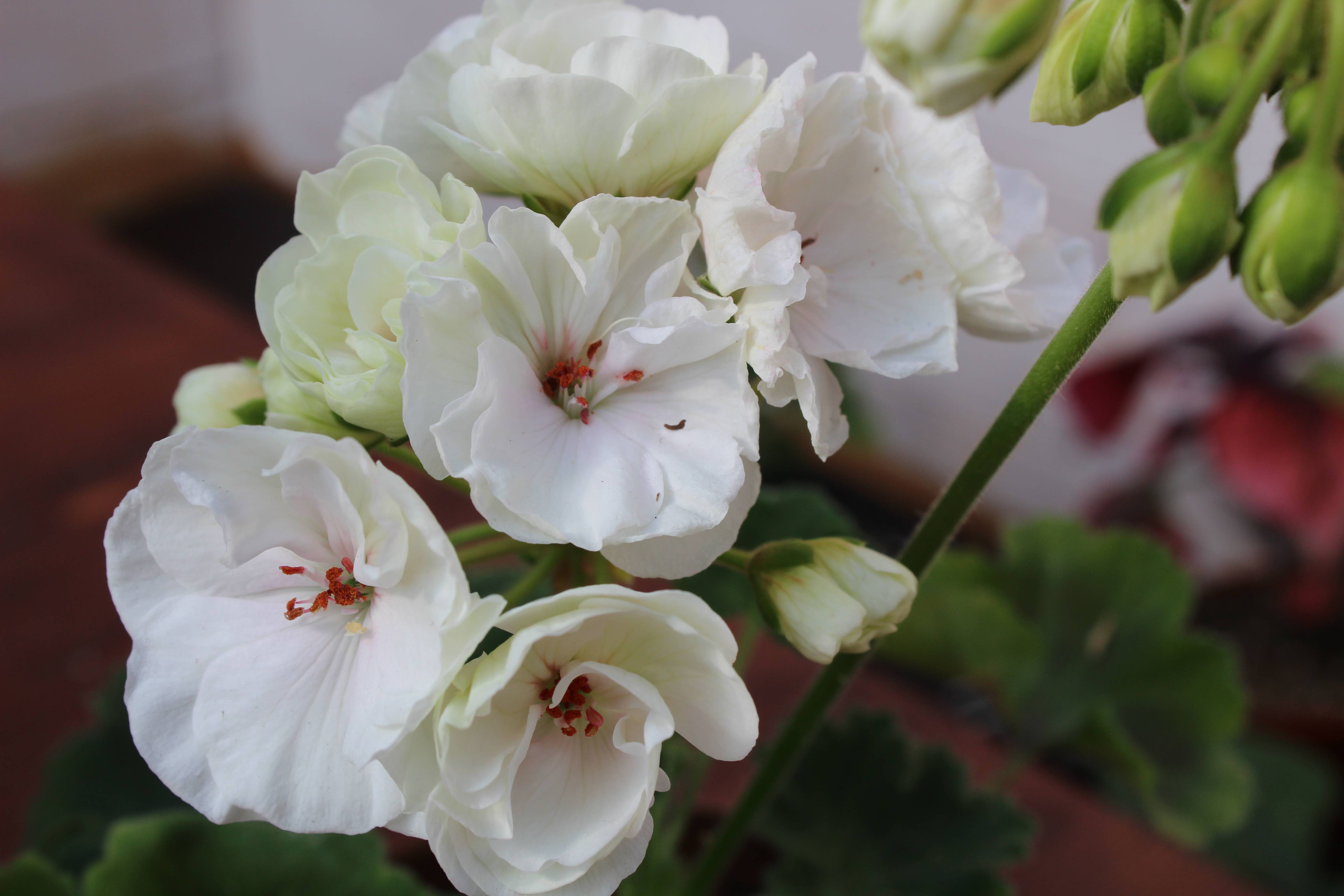 Как выращивать пеларгонию пак вива маделина: описание цветка, посадка и уход