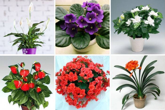 Цветущие комнатные растения: 23 вида с фото и названиями
