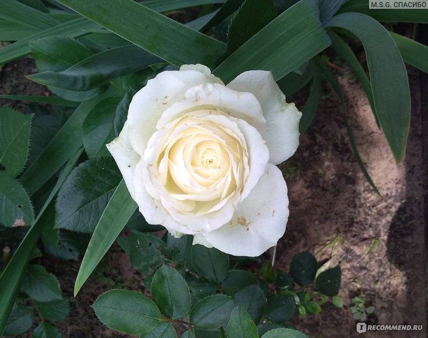 Роза анастасия: белоснежная невеста с тонким ароматом
