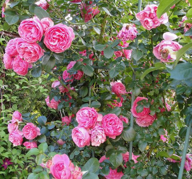 Полиантовые розы: описание 11 сортов + секреты агротехники