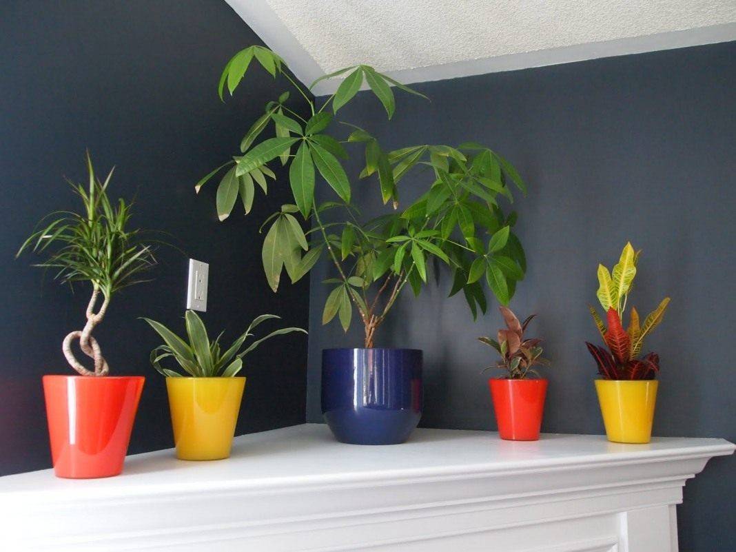 Комнатные цветы для темной комнаты: неприхотливые растения в вашем доме
