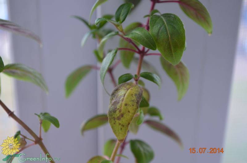Почему у фуксии вянут и опадают листья: способы реанимации растения