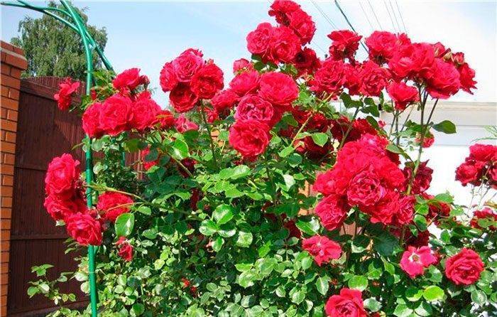 Роза "сантана" - плетистая красавица в вашем саду