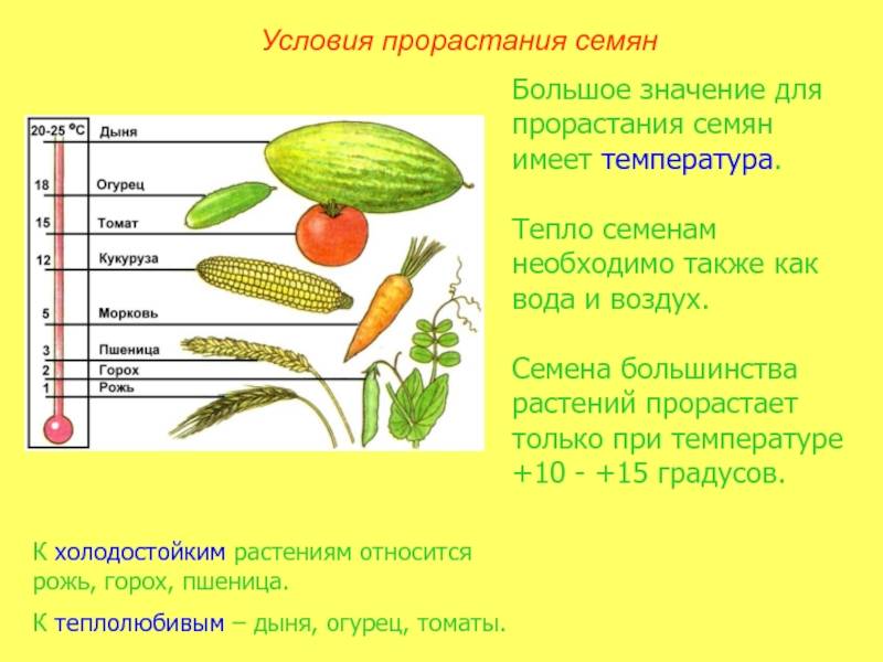 Прорастание семян – условия, этапы и структуры (6 класс)