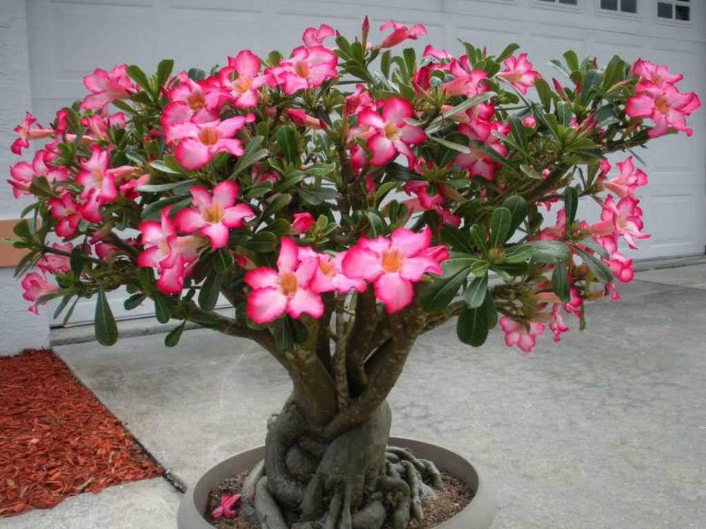 Адениум, или роза пустыни - самое красивое и неприхотливое растение для южных окон