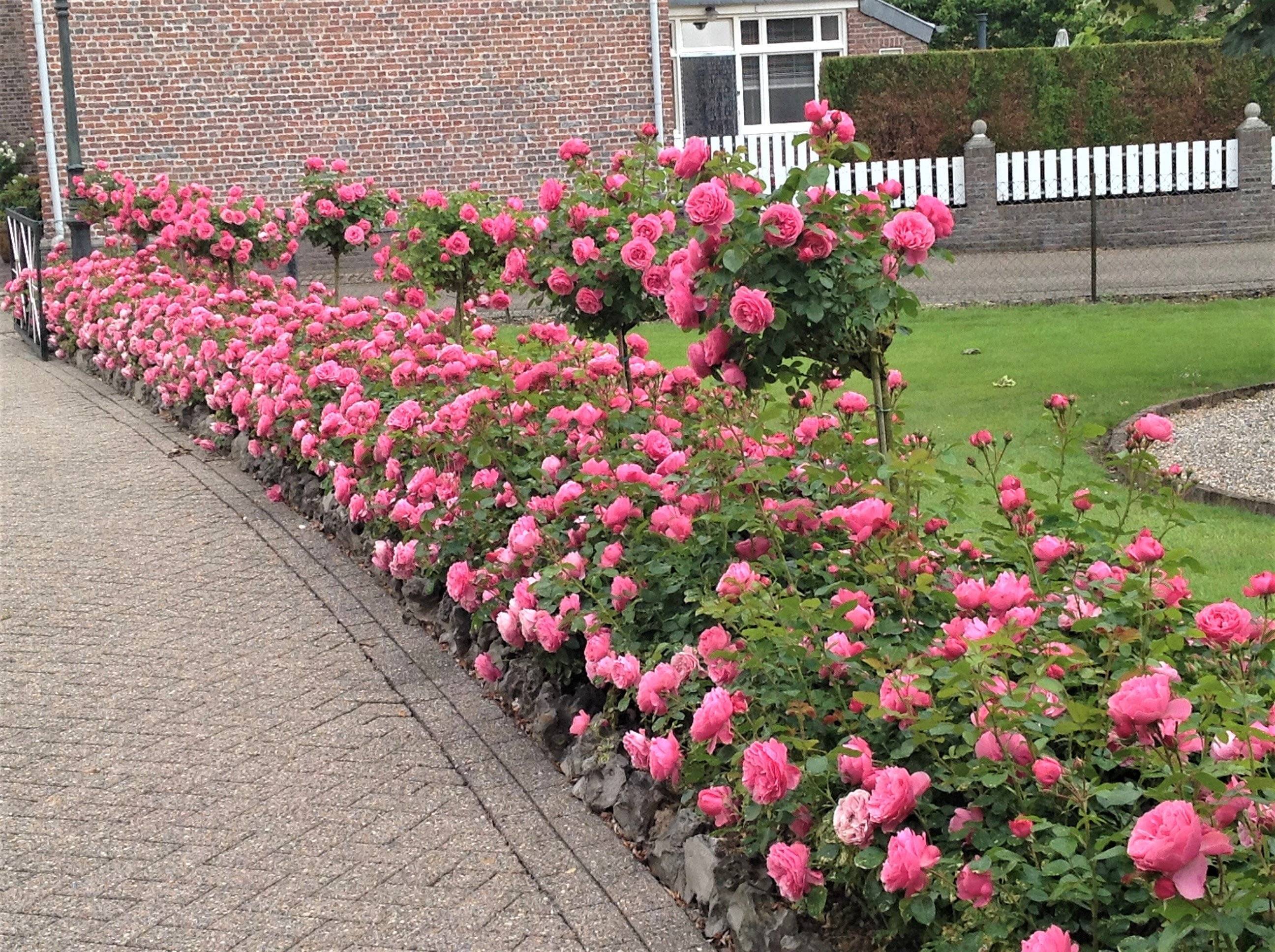 Бордюрные розы — что это такая за разновидность