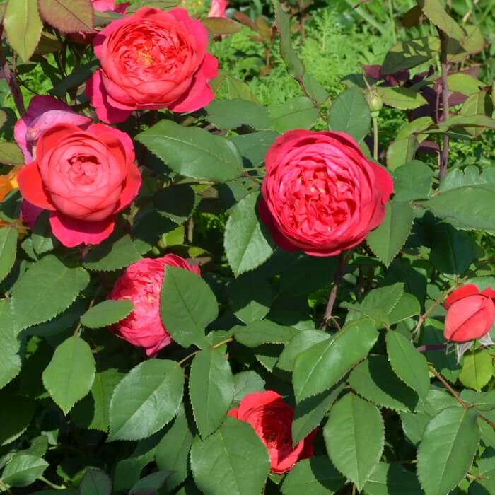 Роза бенджамин бриттен: описание, особенности выращивания