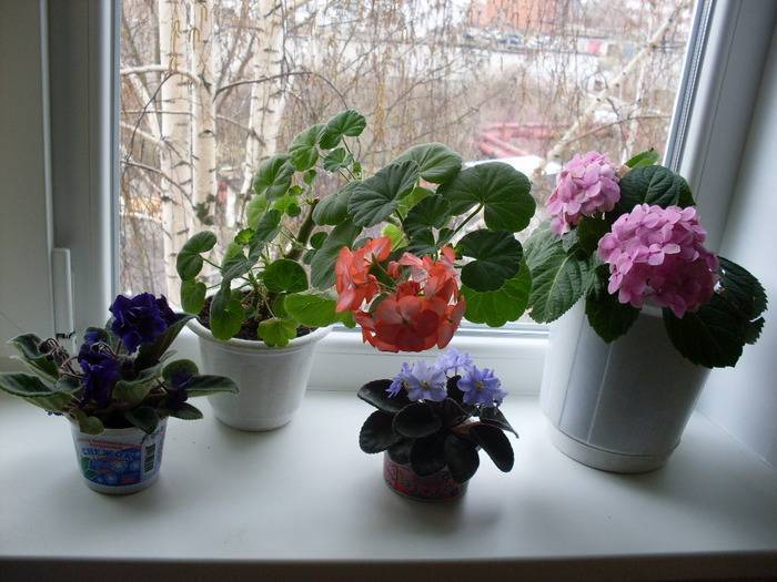 17 комнатных цветков, полезных для здоровья
