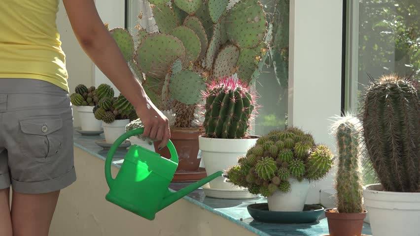 Как поливать кактус в домашних условиях правильно: как часто нужно орошать цветок, сколько надо воды, как проводить процедуру зимой и летом?