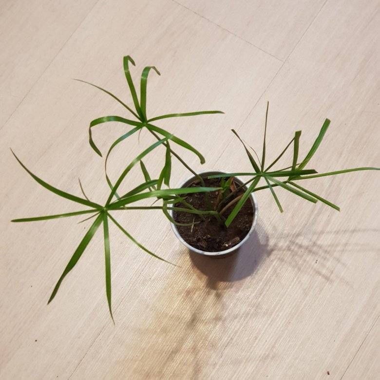 Растение циперус (45 фото): уход в домашних условиях, размножение методом черенкования и семенами