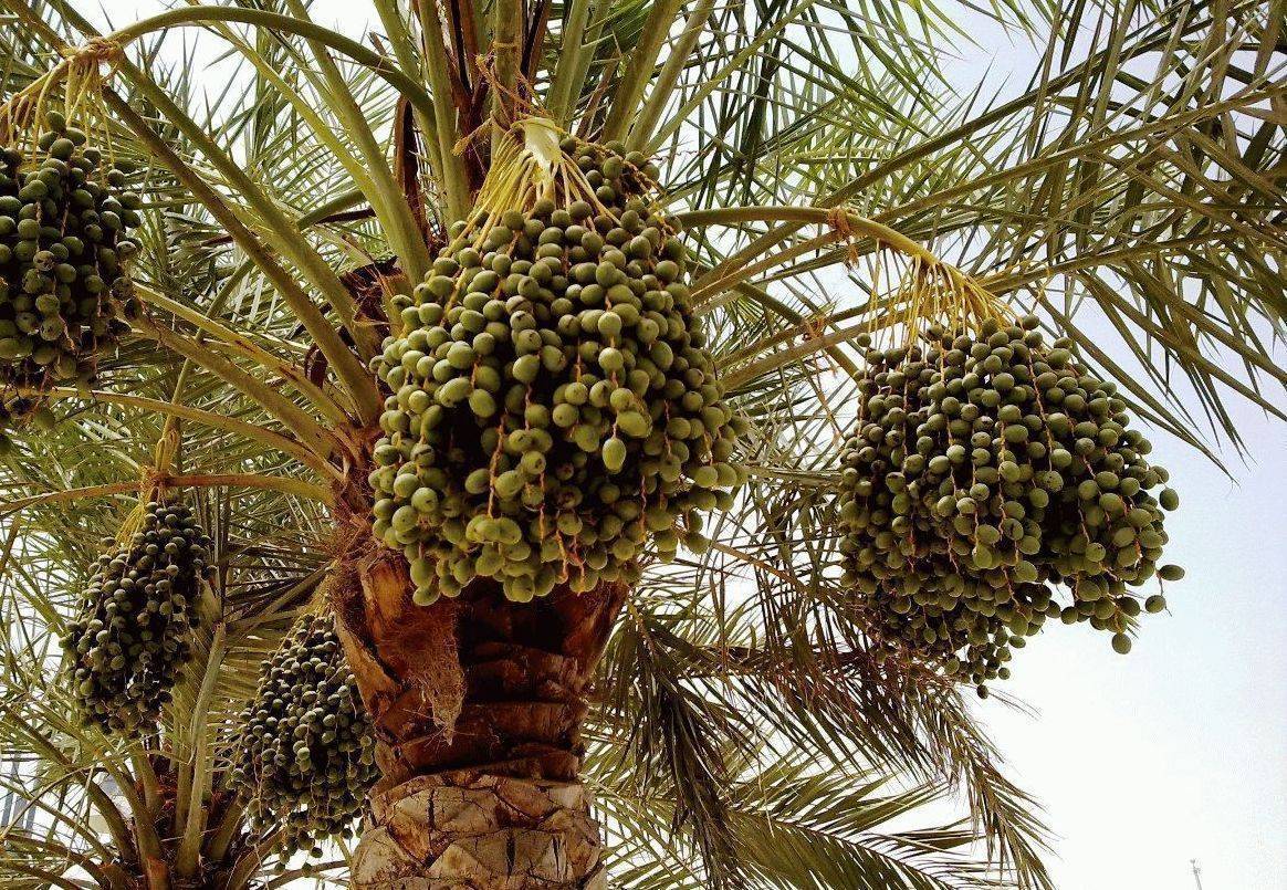 Как растут финики в природе? финиковая пальма: описание - sadovnikam.ru