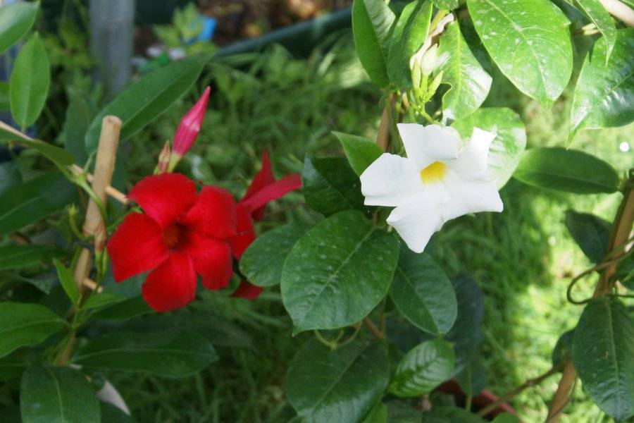 Комнатный цветок дипладения: размножение, выращивание, уход, фото