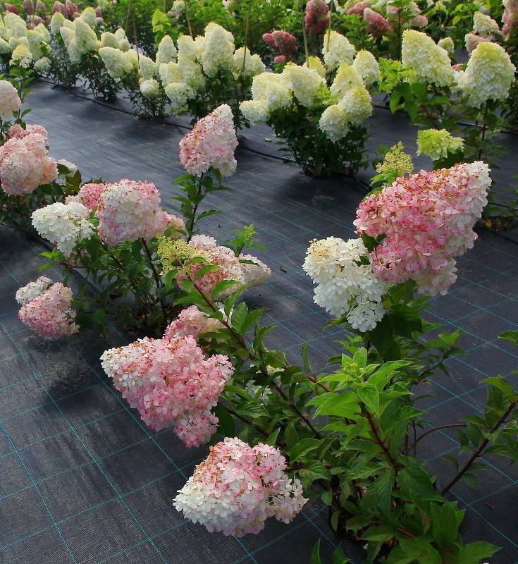Мечтательный цветок гортензия ванилла фрейз: посадка и уход