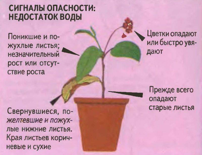Кротон кодиеум: как ухаживать в домашних условиях, размножение и фото цветка