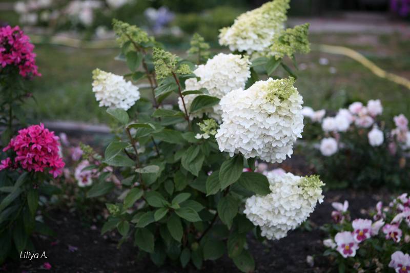 Выращивание метельчатой гортензии коттон крем (hydrangea paniculata cotton cream)