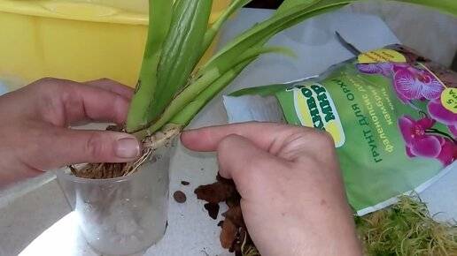 Узнайте, как вырастить орхидею из корешка
