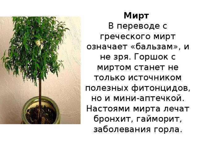Мирт (миртовое дерево): уход в домашних условиях, размножение