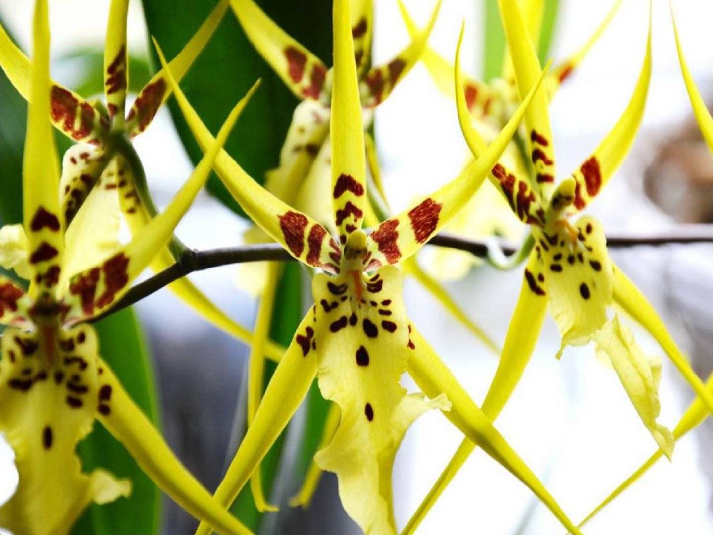 Орхидея брассия — уход в домашних условиях. пересадка и размножение.