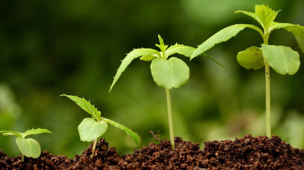 Отказ от роста — журнал «агротехника и технологии» – агроинвестор
