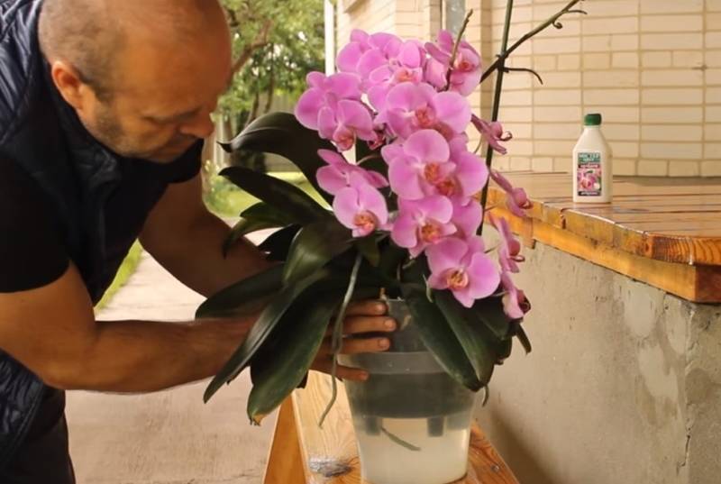 Почему не цветет орхидея и как заставить ее цвести в домашних условиях