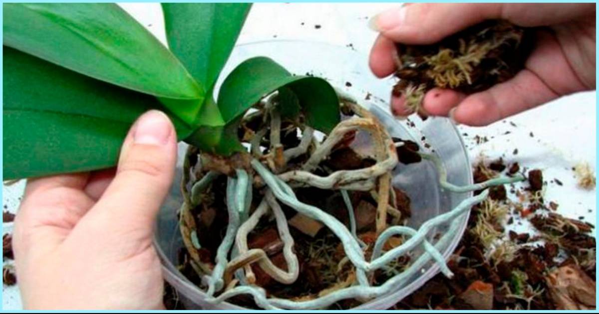 Правильные корни орхидеи. Пересадка орхидеи фаленопсис. Орхидея Мильтония корень. Орхидея Дендробиум фаленопсис. Пересаживаем орхидею фаленопсис.