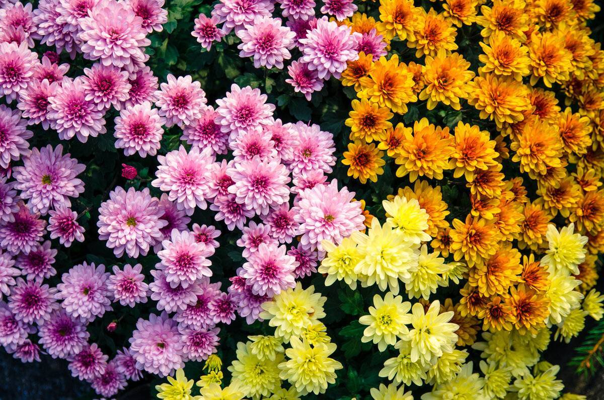 Хризантема корончатая махровая вот какая она оказывается.: группа садовые цветы и флористика