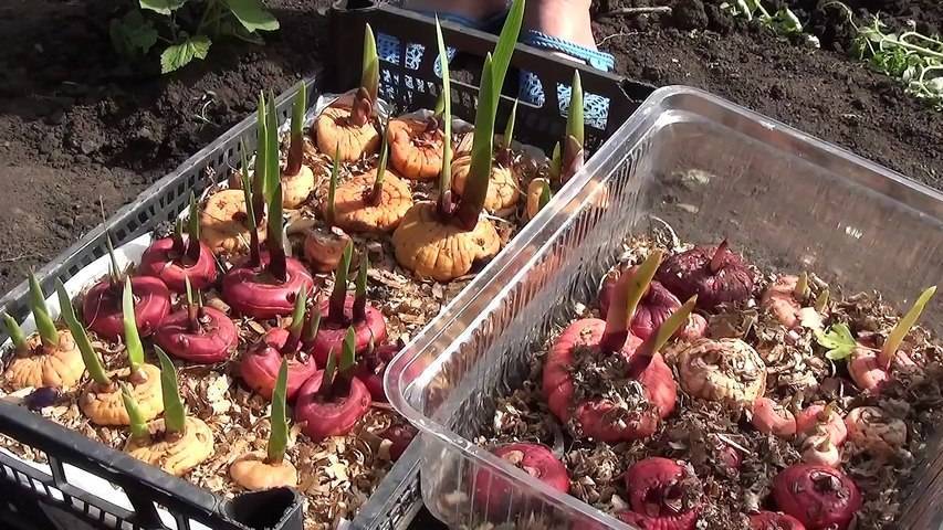 Как хранить луковицы тюльпанов: 12 шагов