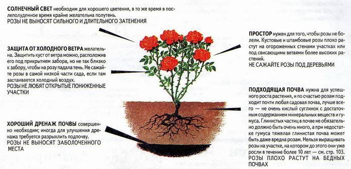 Монарда – выращивание из семян, посадка и уход в открытом грунте, применение