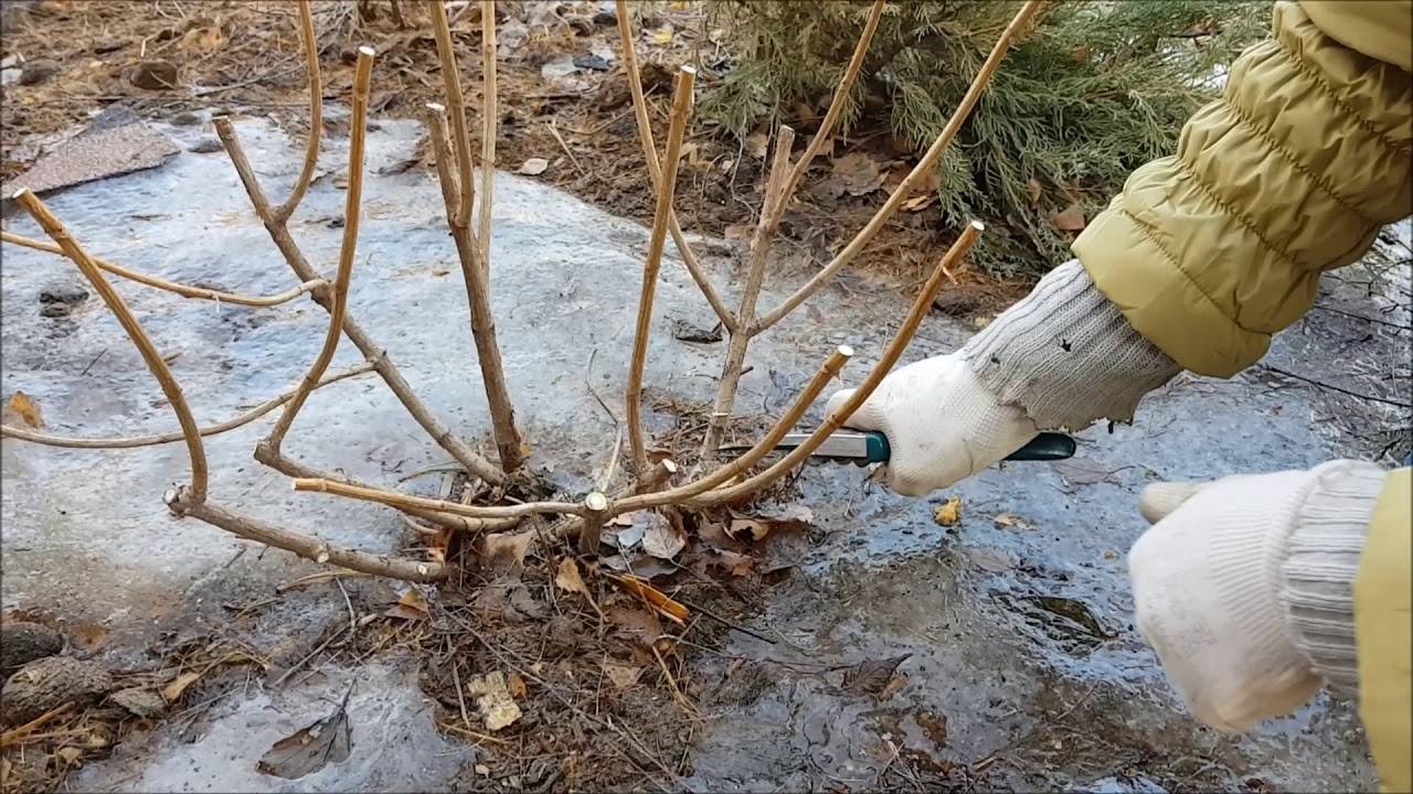 Когда обрезать гортензию весной в каком месяце. Омолаживание гортензии метельчатой. Обрезка метельчатой гортензии весной. Обрезка гортензии Ванилла Фрейз весной.