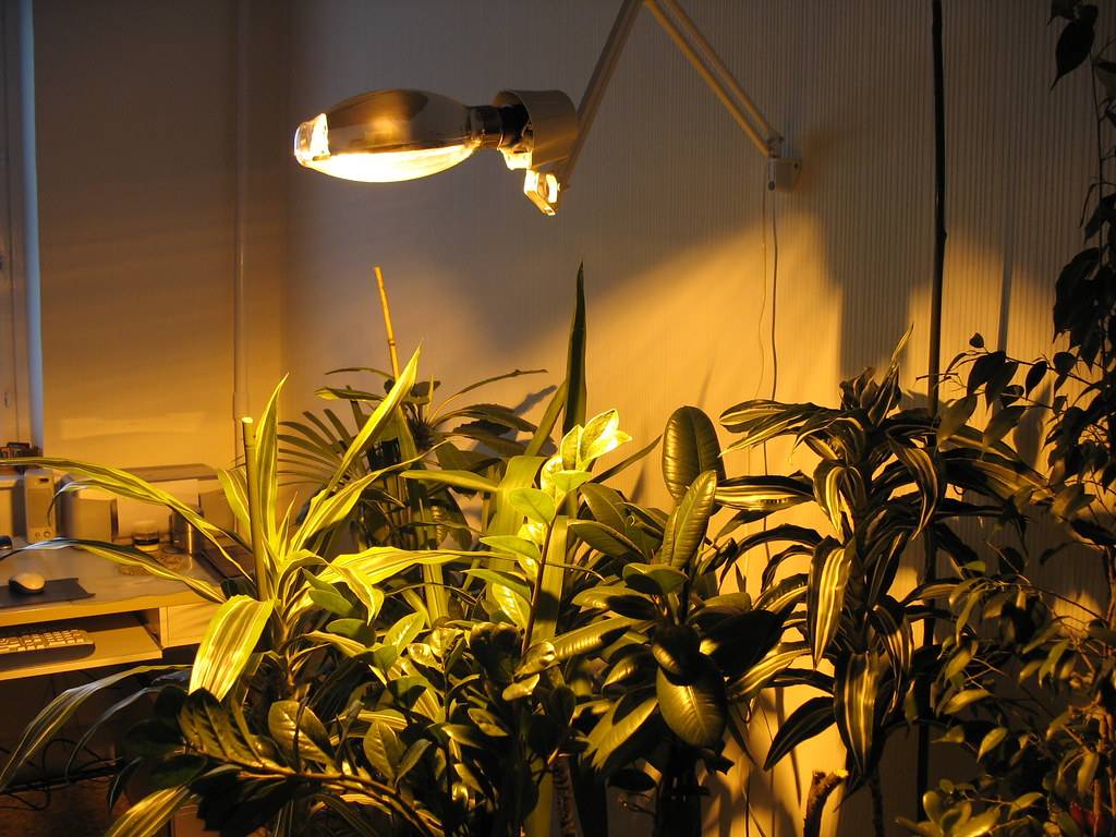 Влияние света и тени на развитие комнатных растений: как правильно расположить комнатные растения