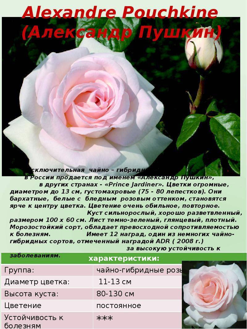 Роза аква - фото и описание сорта, отзывы садоводов