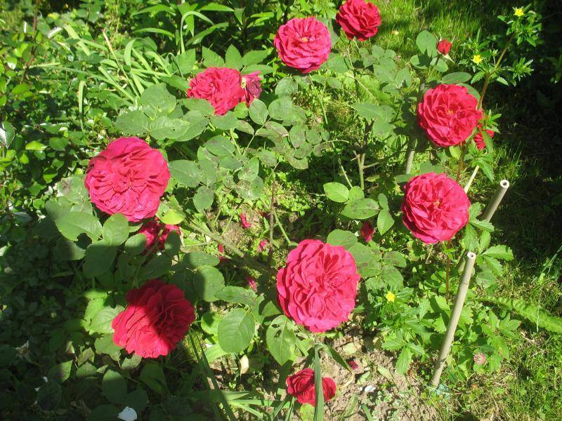 Описание английской розы сорта эл ди брейтуэйт: как выращивать «остинку», ухо
