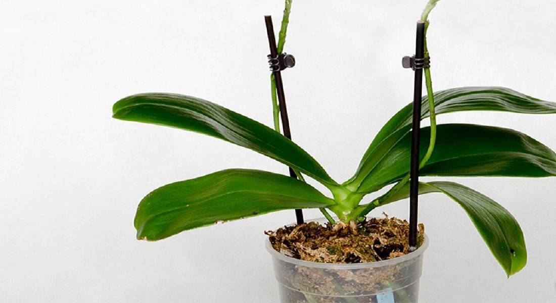Орхидея отцвела: что делать дальше, чтобы цветок вас отблагодарил